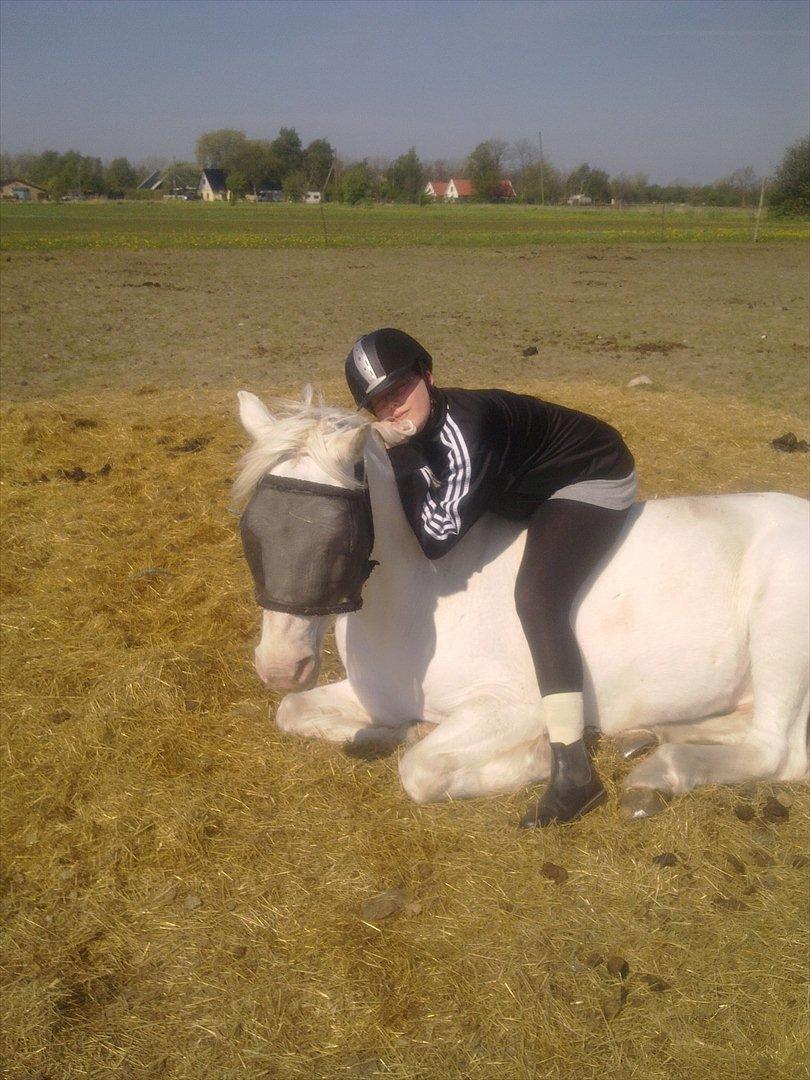 Connemara » Flying Dutchmann - 2011. Tager en slapper ude på folden liggende på min prinsehest. ♥ billede 14