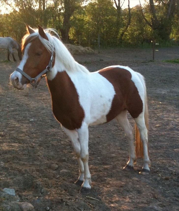 Pinto Olivia - da jeg lige havde fået hende i maj 2011 billede 1