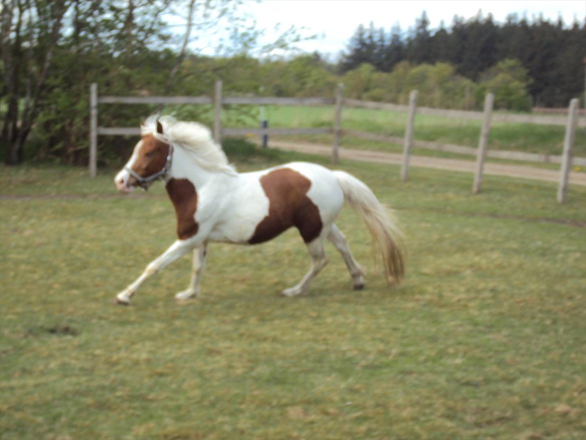 Pinto Olivia - maj 2011 billede 2