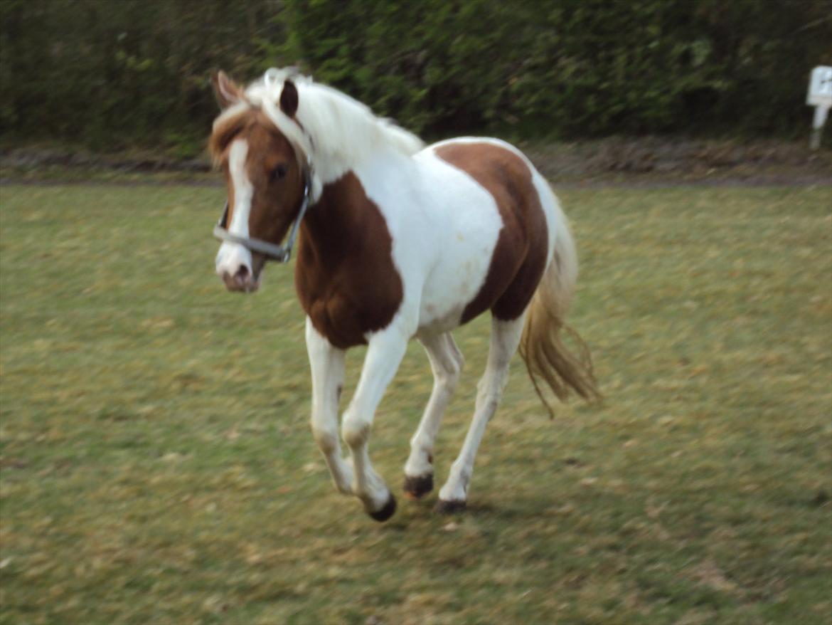 Pinto Olivia - maj 2011 billede 3