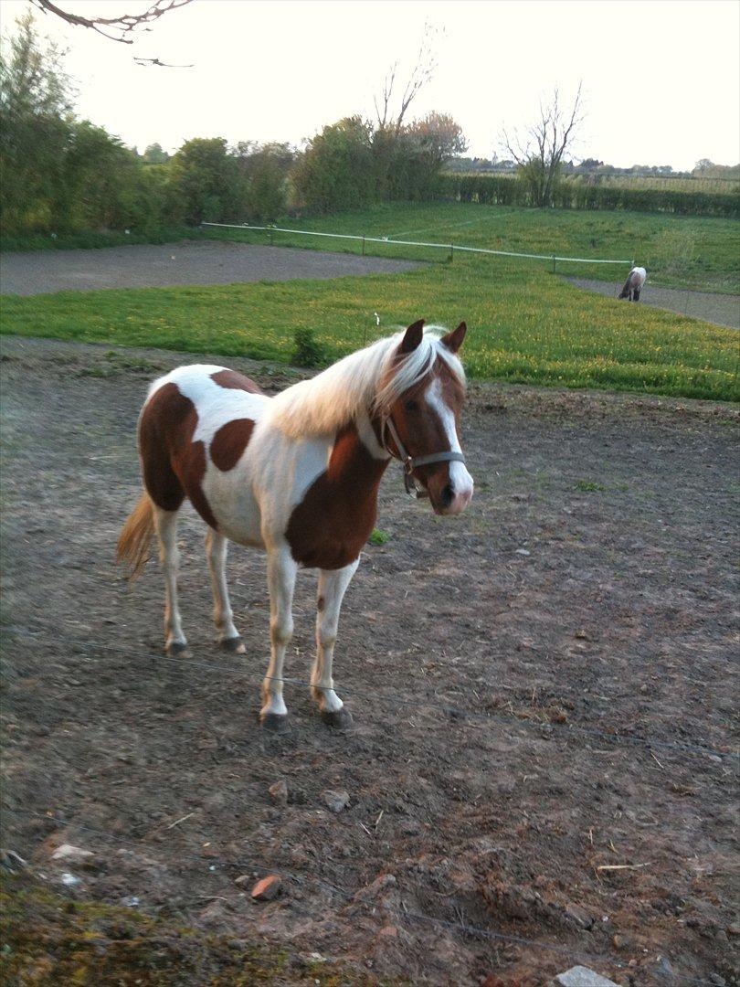 Pinto Olivia - maj 2011 billede 4