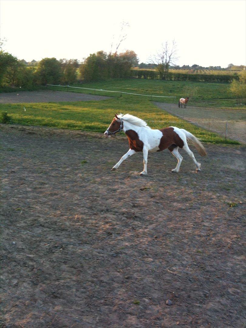 Pinto Olivia - maj 2011 billede 5