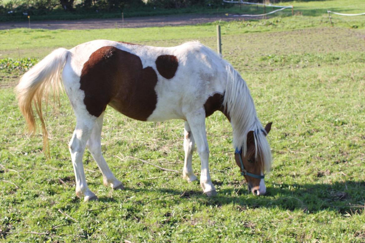 Pinto Olivia - maj 2011 billede 6