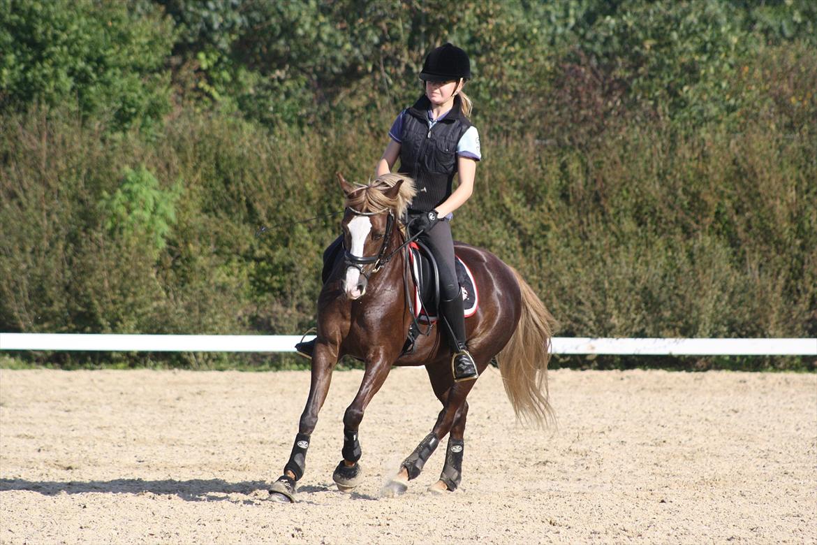 DSP Skovlyst´s Nikita <3 - Kursus ved Anne Tonsegaard 1. Oktober 2011 billede 14