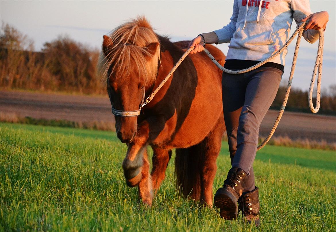 Shetlænder Tøttrups Lippa - Se din hest i øjnene, og lad dig ikke skræmme af sandheden. <3 //foto: Nanna <3. billede 14