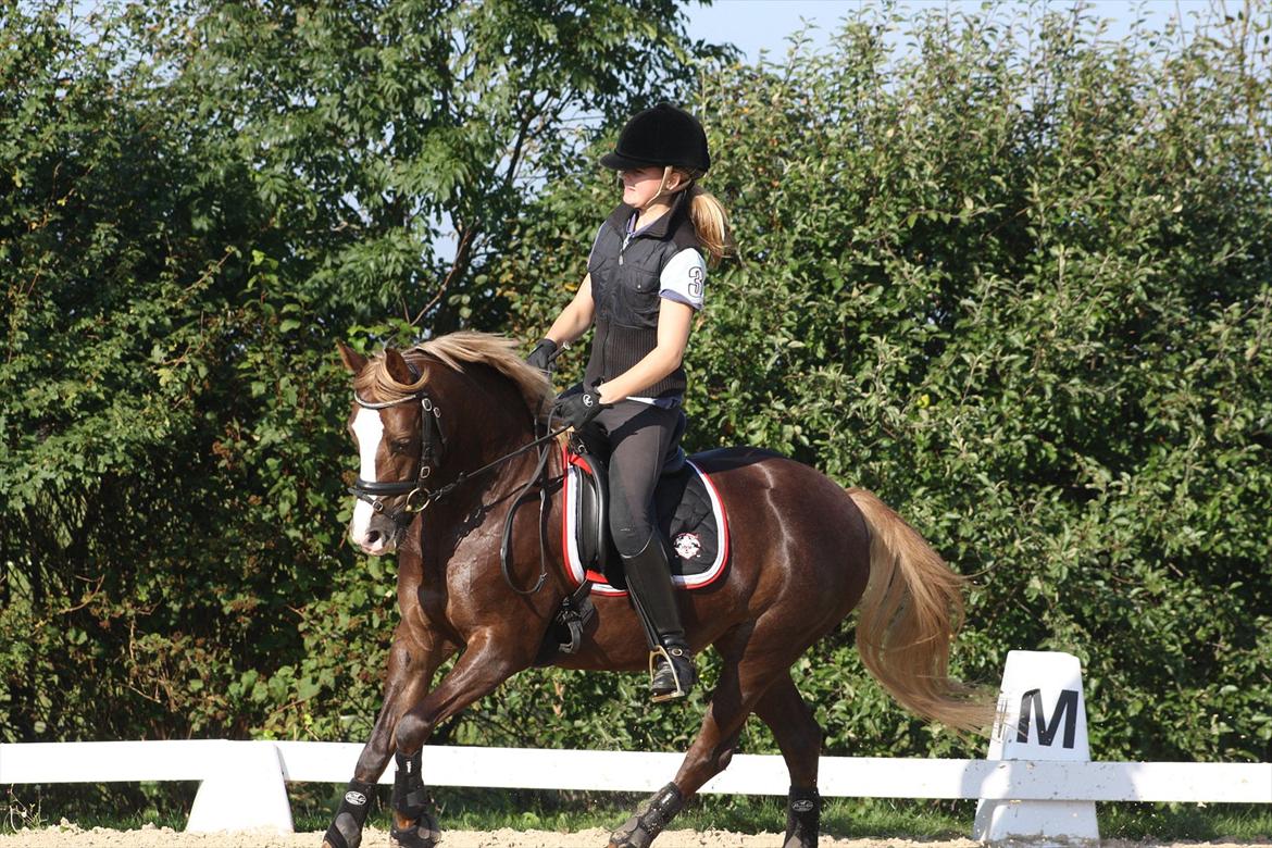 DSP Skovlyst´s Nikita <3 - Kursus vved Anne Tronsegaard 1. Oktober 2011 billede 15