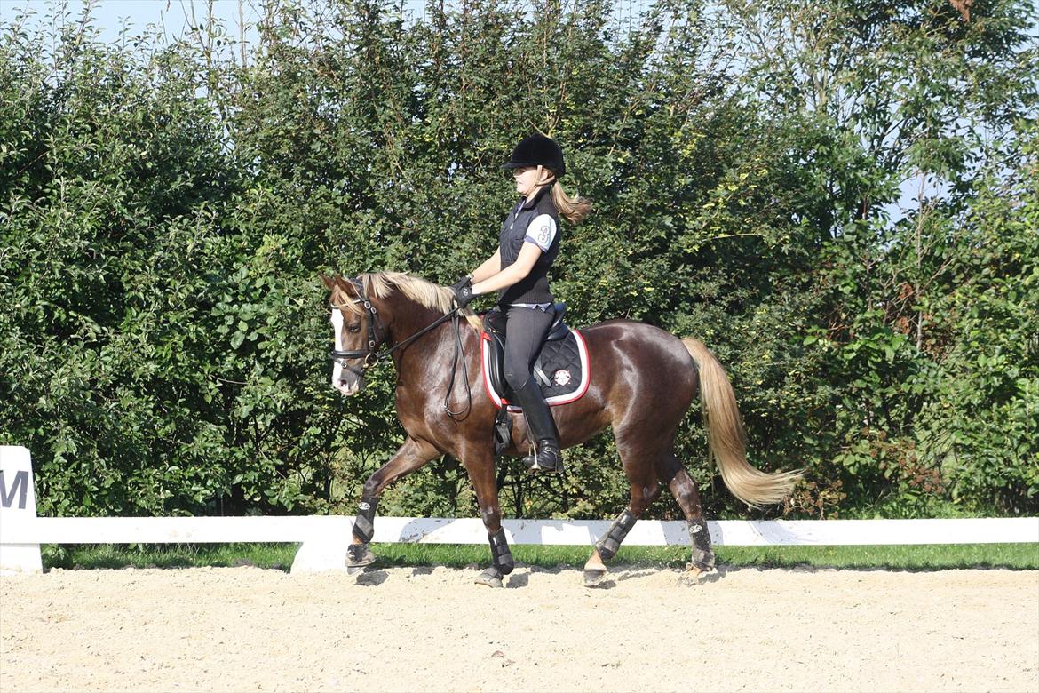 DSP Skovlyst´s Nikita <3 - Kursus ved Anne Tronsegaard 1. Oktober 2011 billede 16