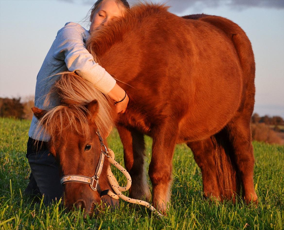 Shetlænder Tøttrups Lippa - The road to true love was never easy, I know I've hit all the bumps, but now I'm standing strong saying, I love you, 'til the end of time. //foto: Nanna <3. billede 6
