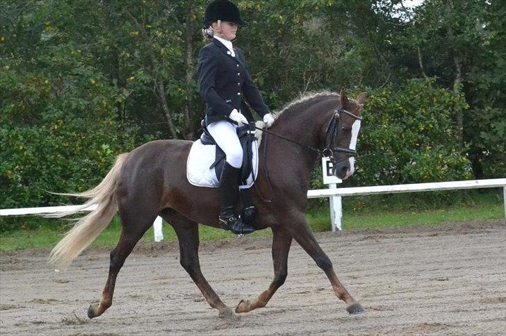 DSP Skovlyst´s Nikita <3 - Stævne i Helle.
Lørdag: La1 3.plads La2 2.Plads!
Søndag:La1 1.Plads La2 1.plads!
Elsker dig Kitty!<3 billede 17