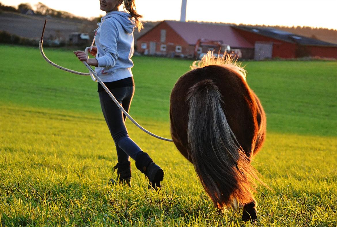 Shetlænder Tøttrups Lippa - Wherever you go, whatever you do, I'll be always be there, supporting you. <3 //foto: Nanna <3 billede 19