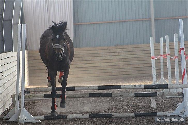 Hollandsk Sportspony Dutch Fidelia (Delle) (tidl. part) - løsspringning den lækre pony!<333
MSP FOTO! billede 16