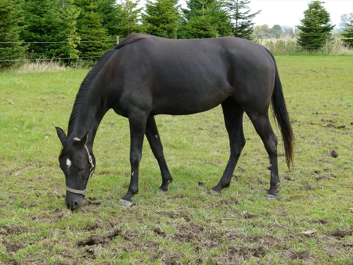 Arabisk fuldblod (OX) KAZZIOPEIA  billede 1