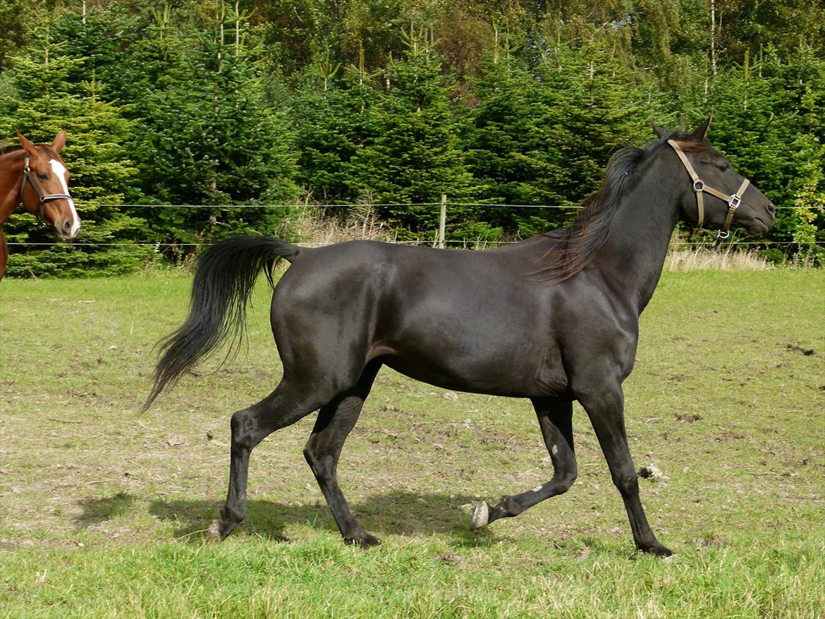 Arabisk fuldblod (OX) KAZZIOPEIA  billede 2