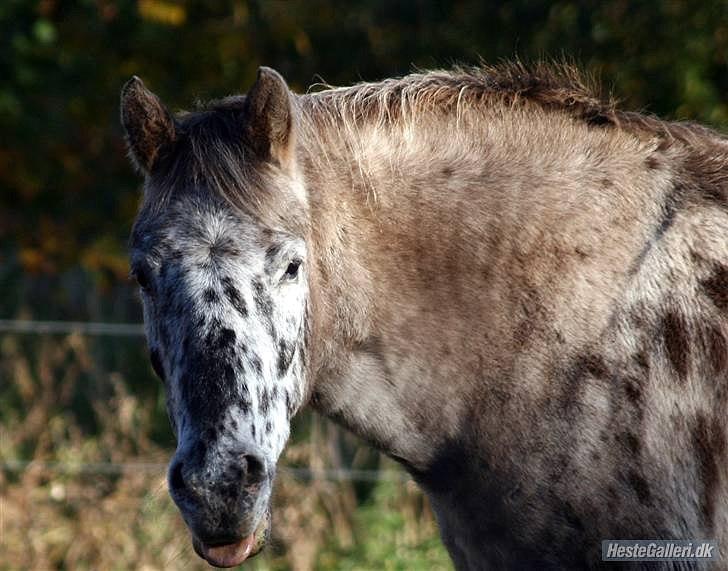 Knabstrupper Filur - Filurgøj!:P billede 6