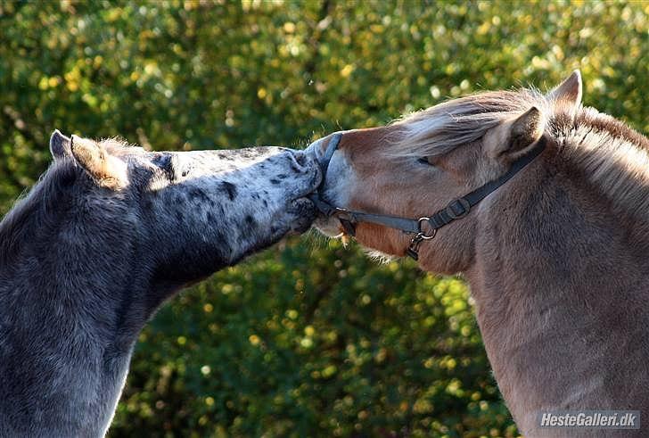 Knabstrupper Filur - Myssar! Han næreste ven, Rex d: billede 4