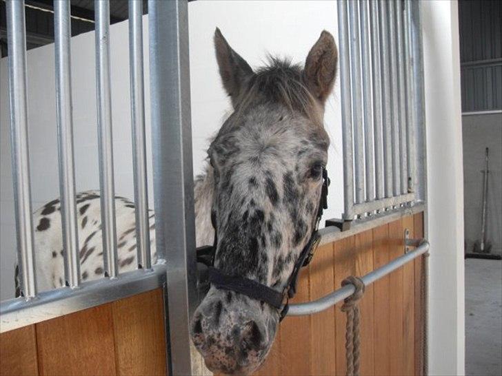 Knabstrupper Filur - Filur i syn helt nye boks!:D billede 5