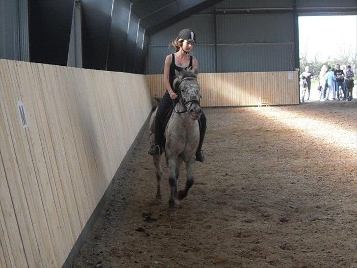 Knabstrupper Filur - Galop til indvielsen, lad venligst vær at kommentere min ridning!;) billede 17