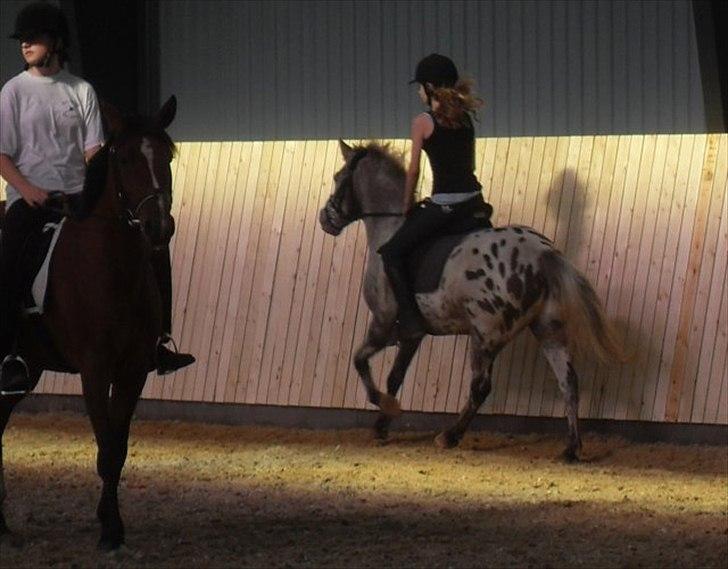 Knabstrupper Filur - Lidt galop d: billede 19