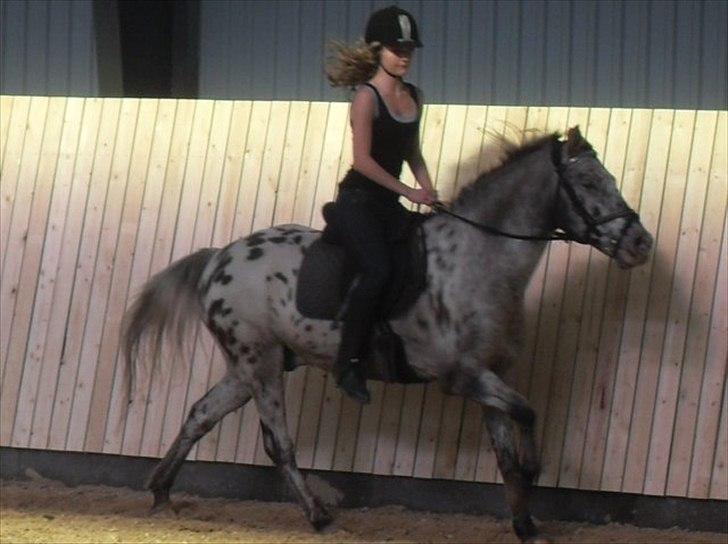 Knabstrupper Filur - Galop til indvielsen, lad venligst vær at kommentere min ridning!;) billede 20