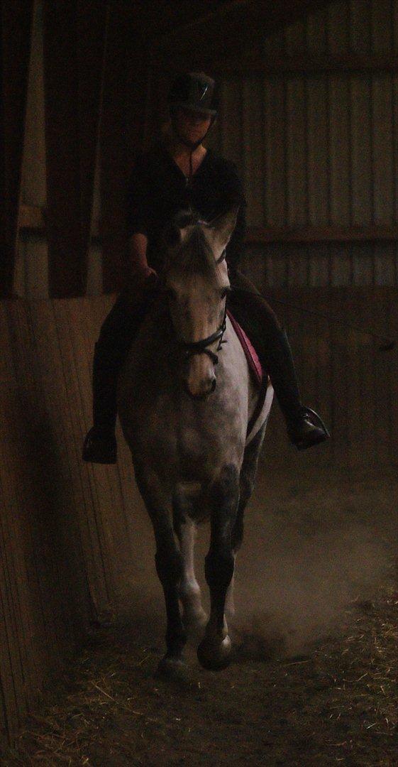 Irsk Sportshest Rebel's Heart<3 billede 1