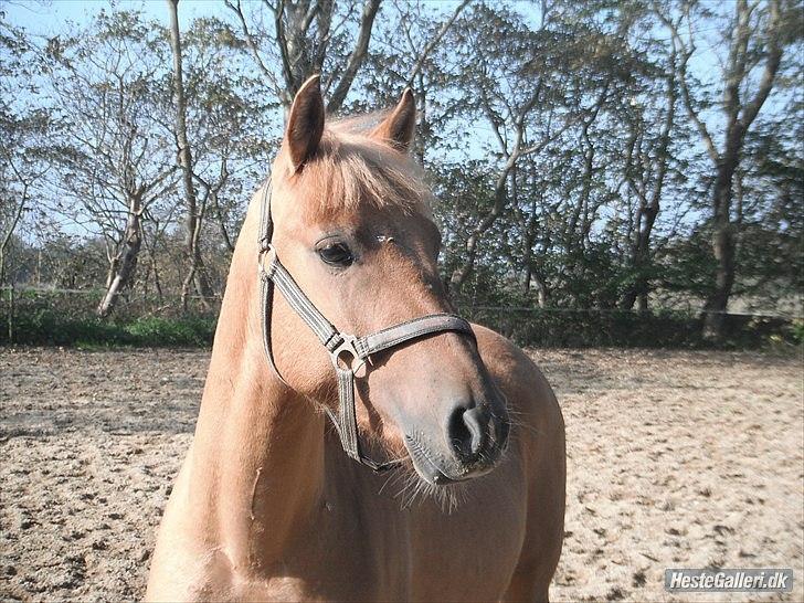Anden særlig race Prins Brutus - Smukke ponydyr <3.
Foto: emma. billede 5