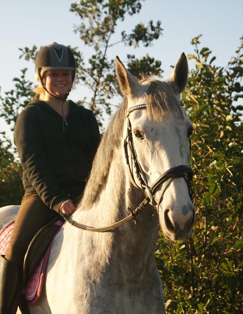 Irsk Sportshest Rebel's Heart<3 billede 3