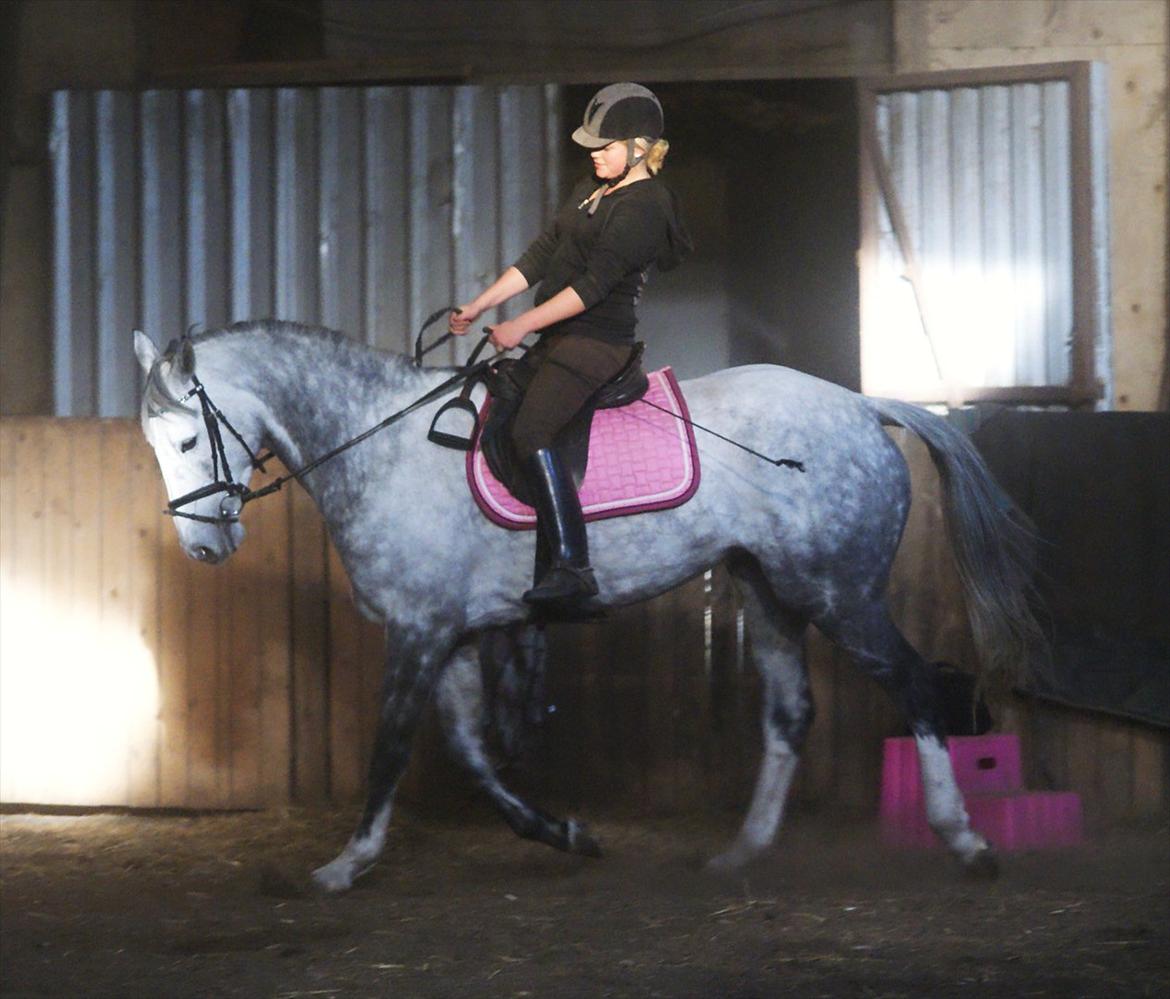 Irsk Sportshest Rebel's Heart<3 billede 5
