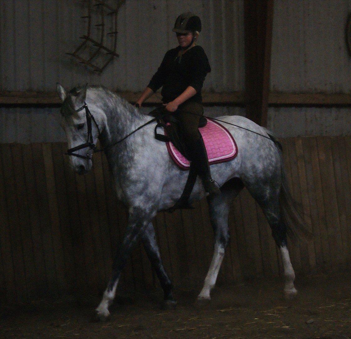Irsk Sportshest Rebel's Heart<3 billede 6