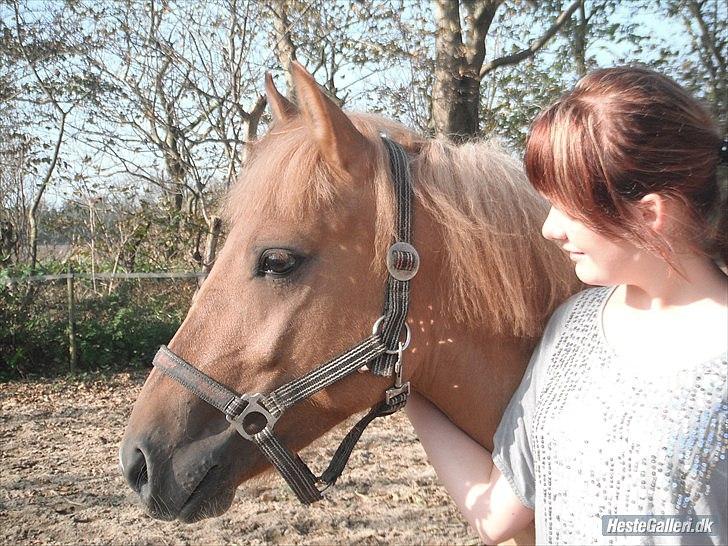 Anden særlig race Prins Brutus - det der, dét er min pony :') <3
Foto: emma billede 7