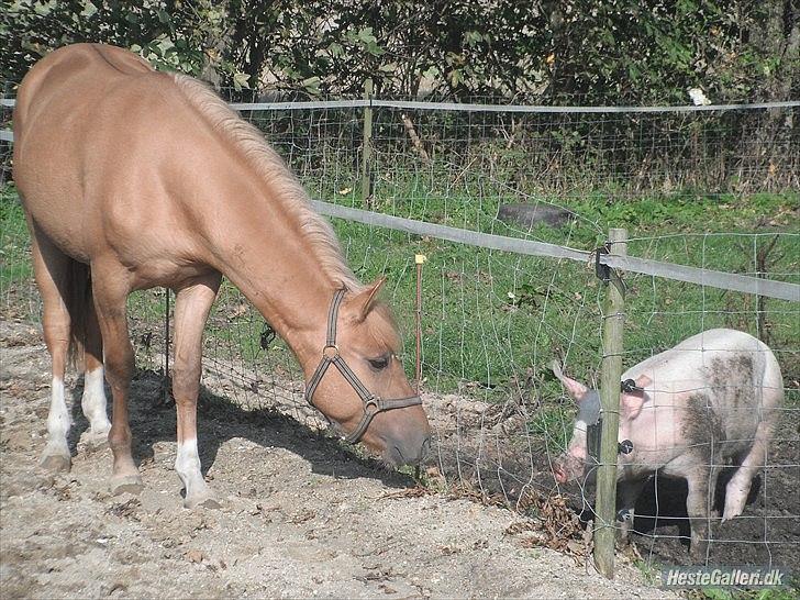 Anden særlig race Prins Brutus - Brutus snakker lige lidt med Mathilde :-P <3 Foto: emma billede 8