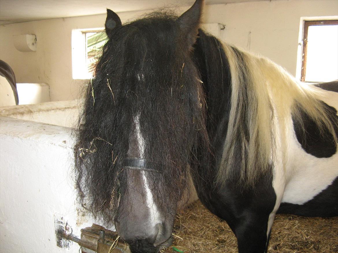 Irish Cob Troelsegaardens Dexter - Dexters mor
KIONA billede 8