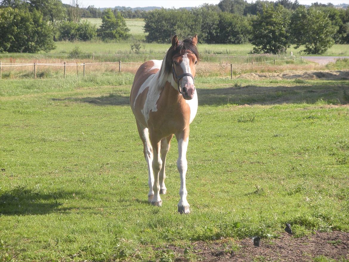 Pinto Mia Maja billede 11