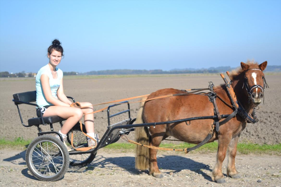 Shetlænder Tykke billede 3