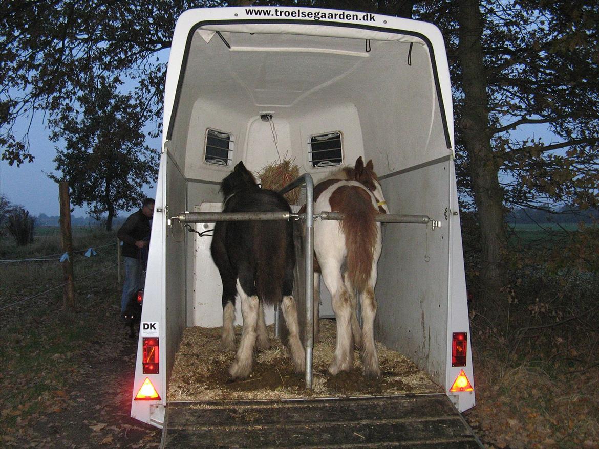 Irish Cob Troelsegaardens Dexter - Dexter og Mirabella på deres føste trailertur...  billede 10