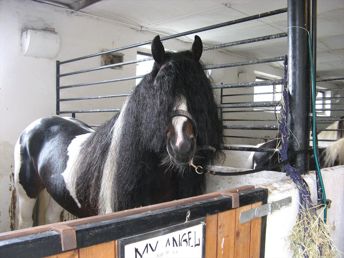 Irish Cob Troelsegaardens Dexter - Dexters far
BAXTER... R.I.P. billede 11