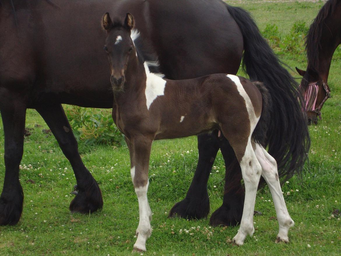 Barockpinto Lancelot 1 præmie hingst  billede 14
