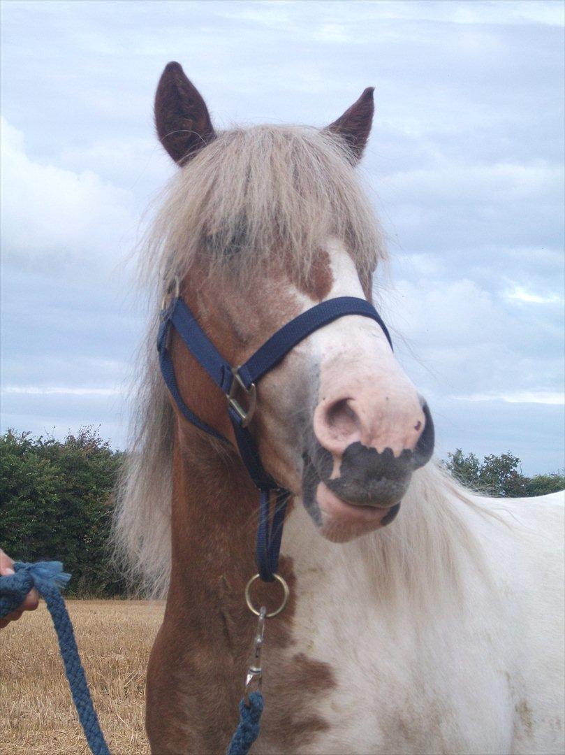 Anden særlig race Prins - Elsker en tur på stupmarken!!! billede 2