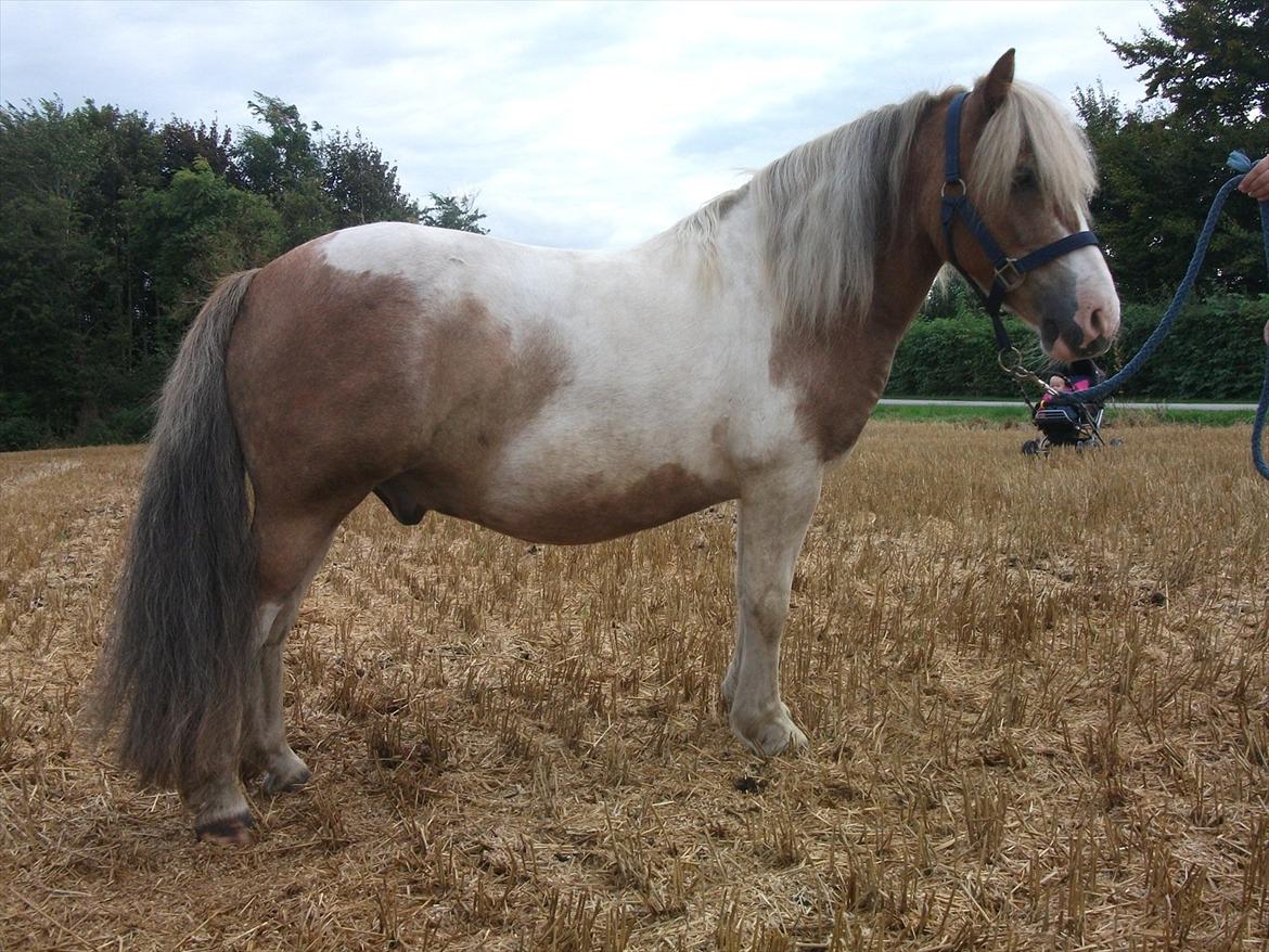 Anden særlig race Prins billede 9