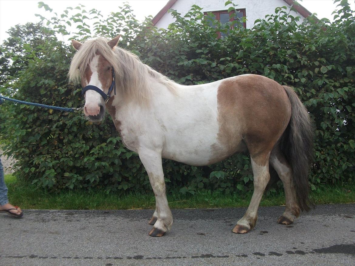 Anden særlig race Prins billede 10