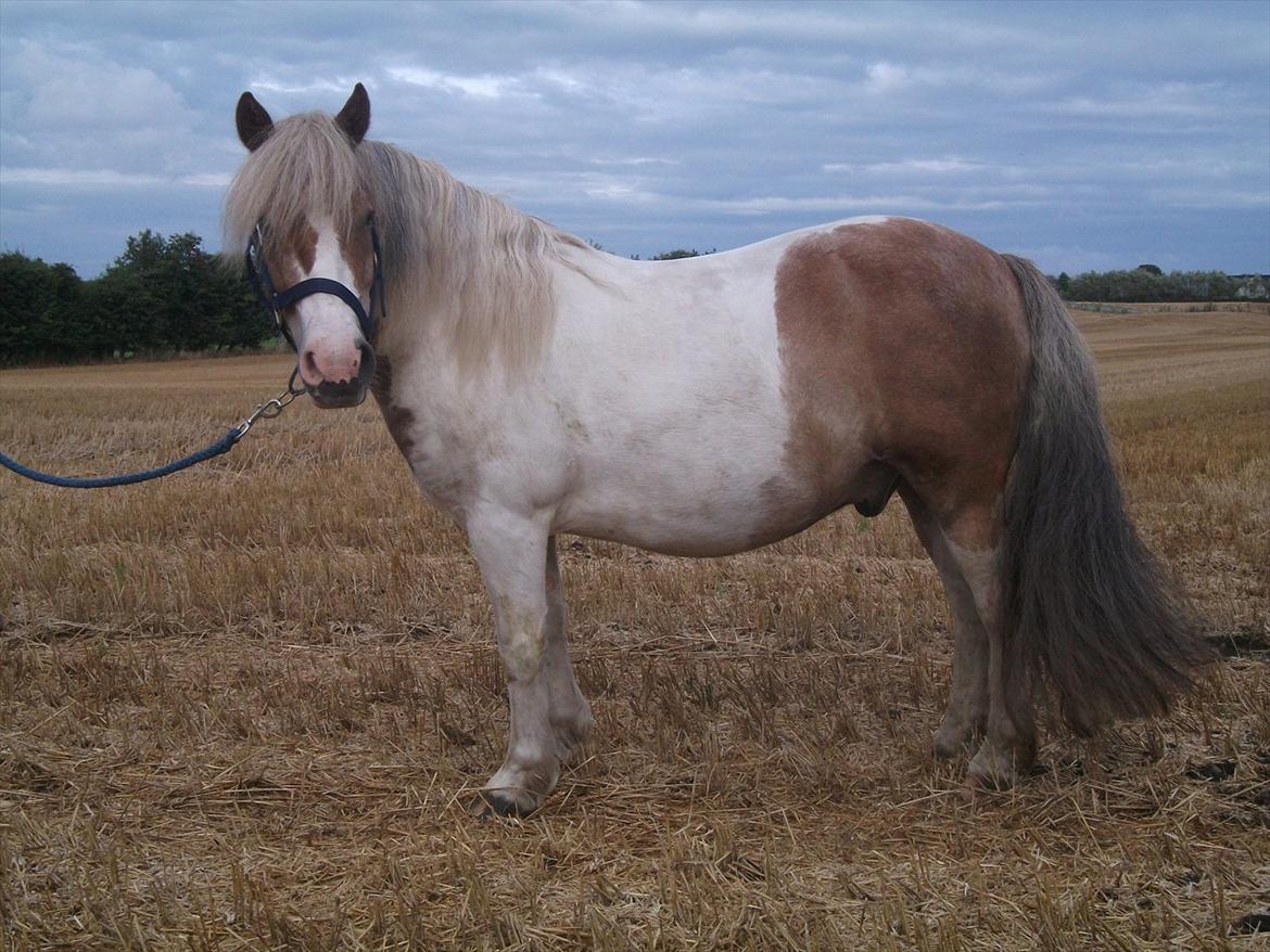 Anden særlig race Prins - Model billede 6