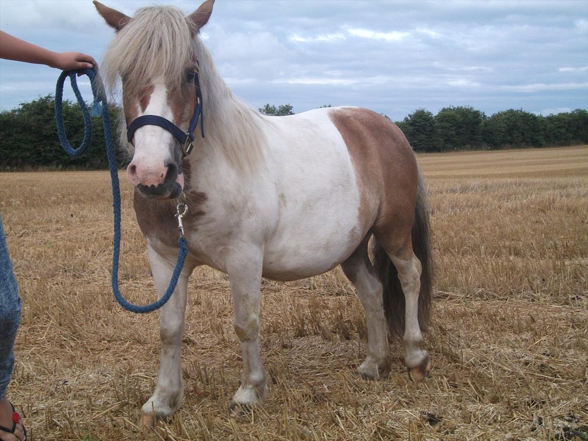 Anden særlig race Prins billede 11