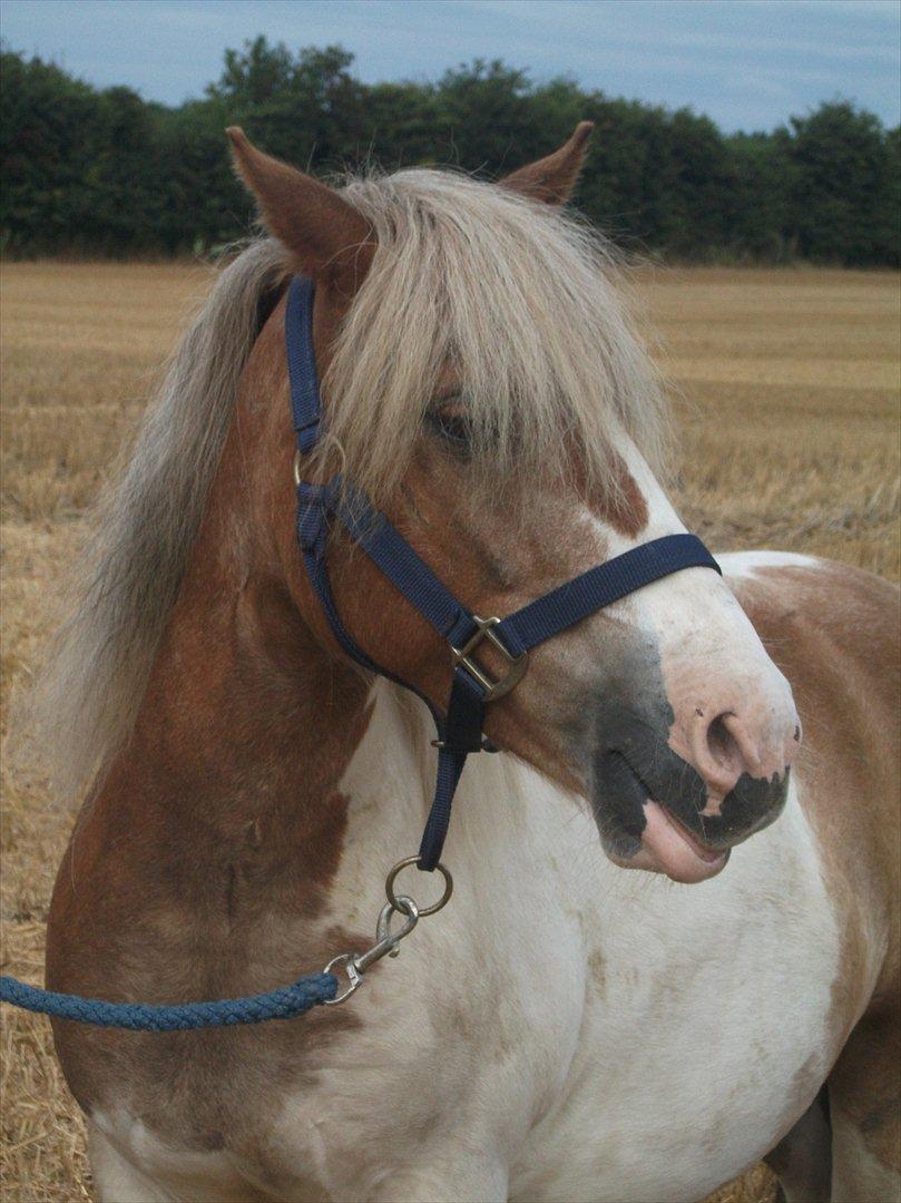 Anden særlig race Prins - Så smuk med den baggrund:-* billede 4