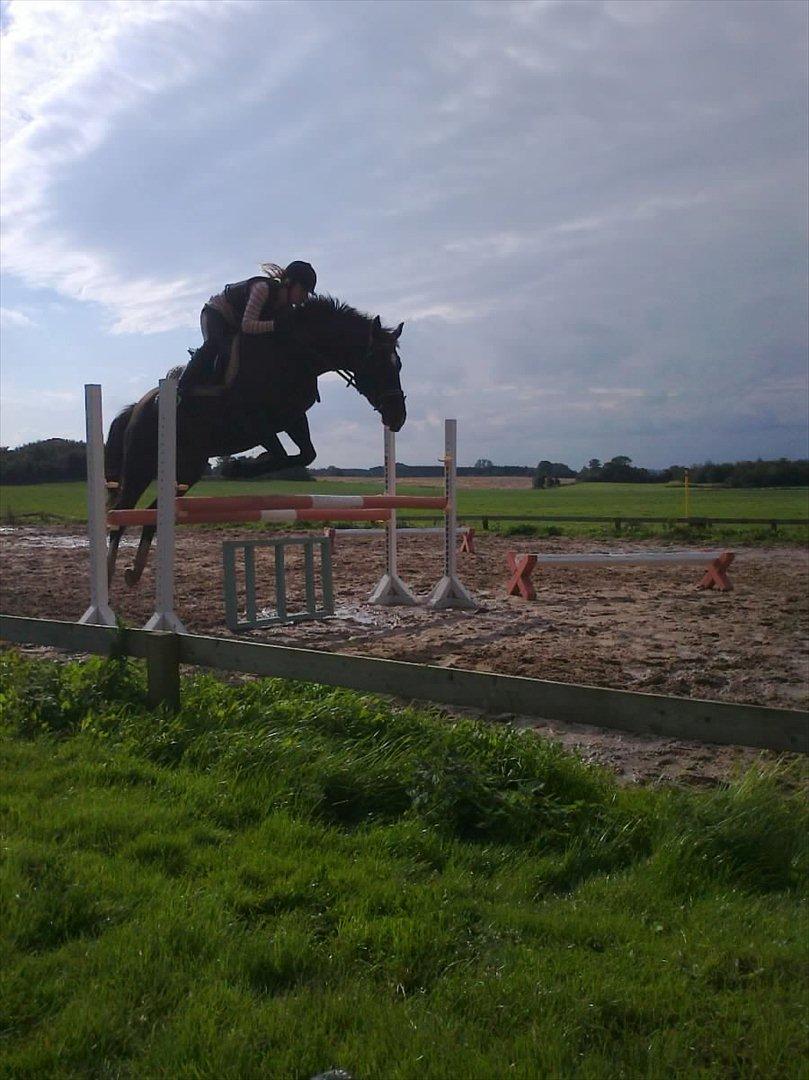 Oldenborg Nørrelunds Casiopaya - 100cm. der hjemme på banen billede 17