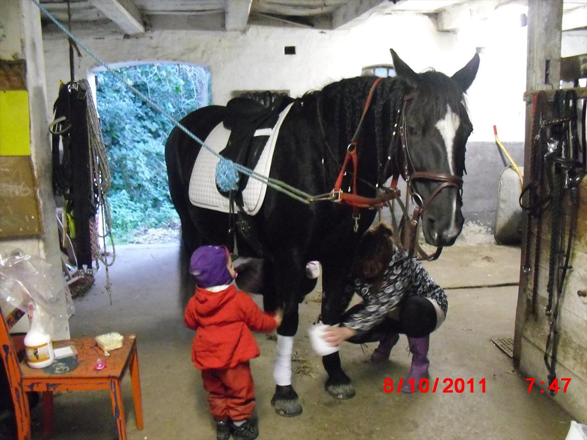Irish Cob Crossbreed Freja billede 11