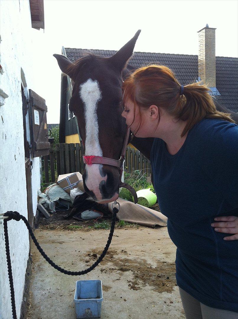 Dansk Varmblod zaragoza billede 3