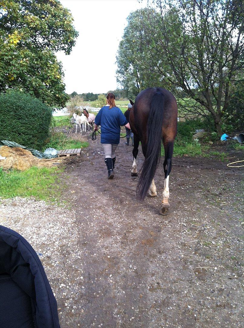 Dansk Varmblod zaragoza billede 4