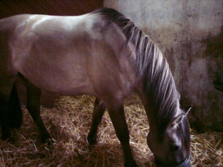 Anden særlig race Flicka - fra da hun var opstaldet på merensegården billede 3