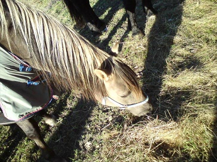 Anden særlig race Flicka - på merensegårde billede 4