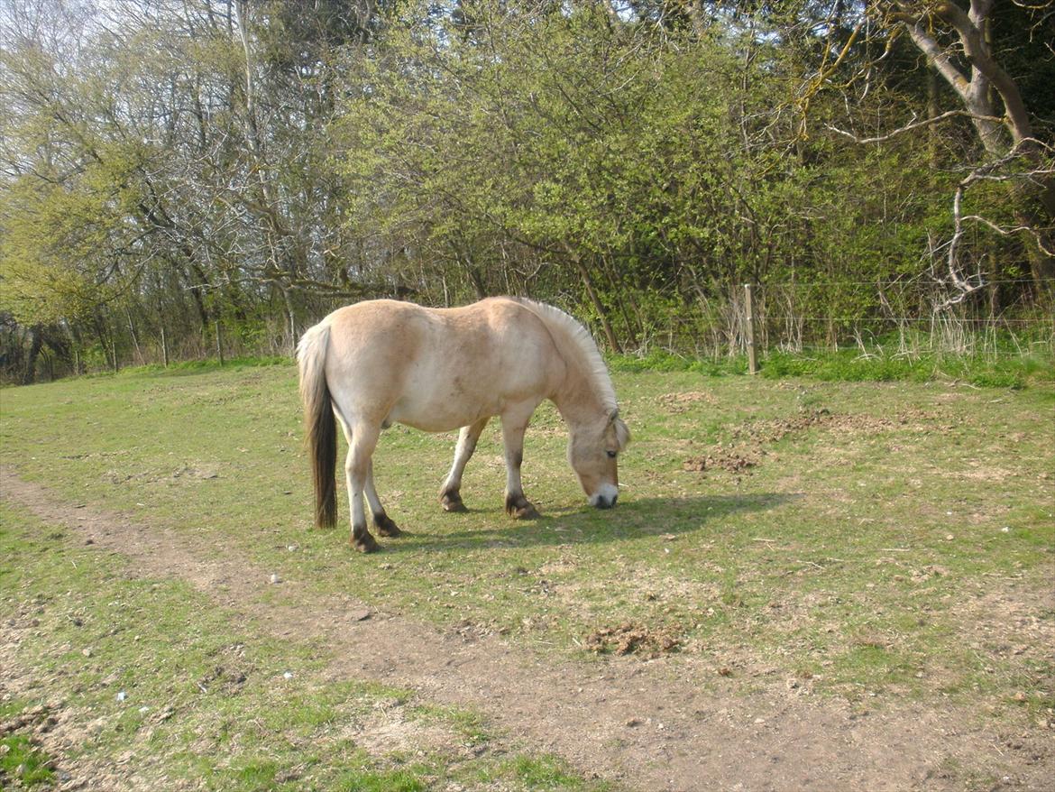 Fjordhest Prins rose *låner ham til hygge+spring* - læg gerne en komentar+bedømmelse og stem gerne i mine udfordringer+kig gerne forbi chanel med komentar og bedømmelse;D<3 billede 17