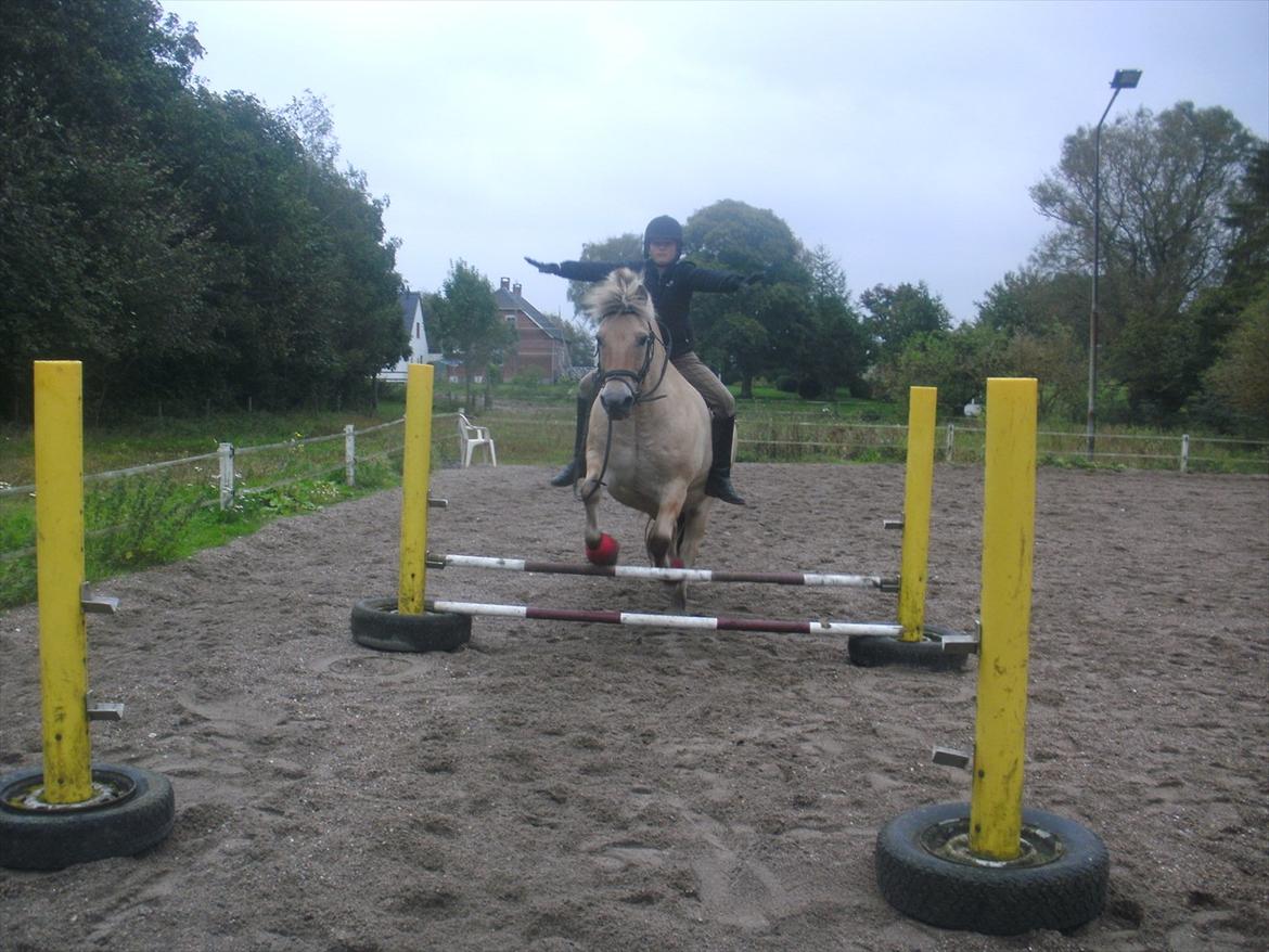 Fjordhest Prins rose *låner ham til hygge+spring* - uden saddel+uden hænder;D<3 billede 3